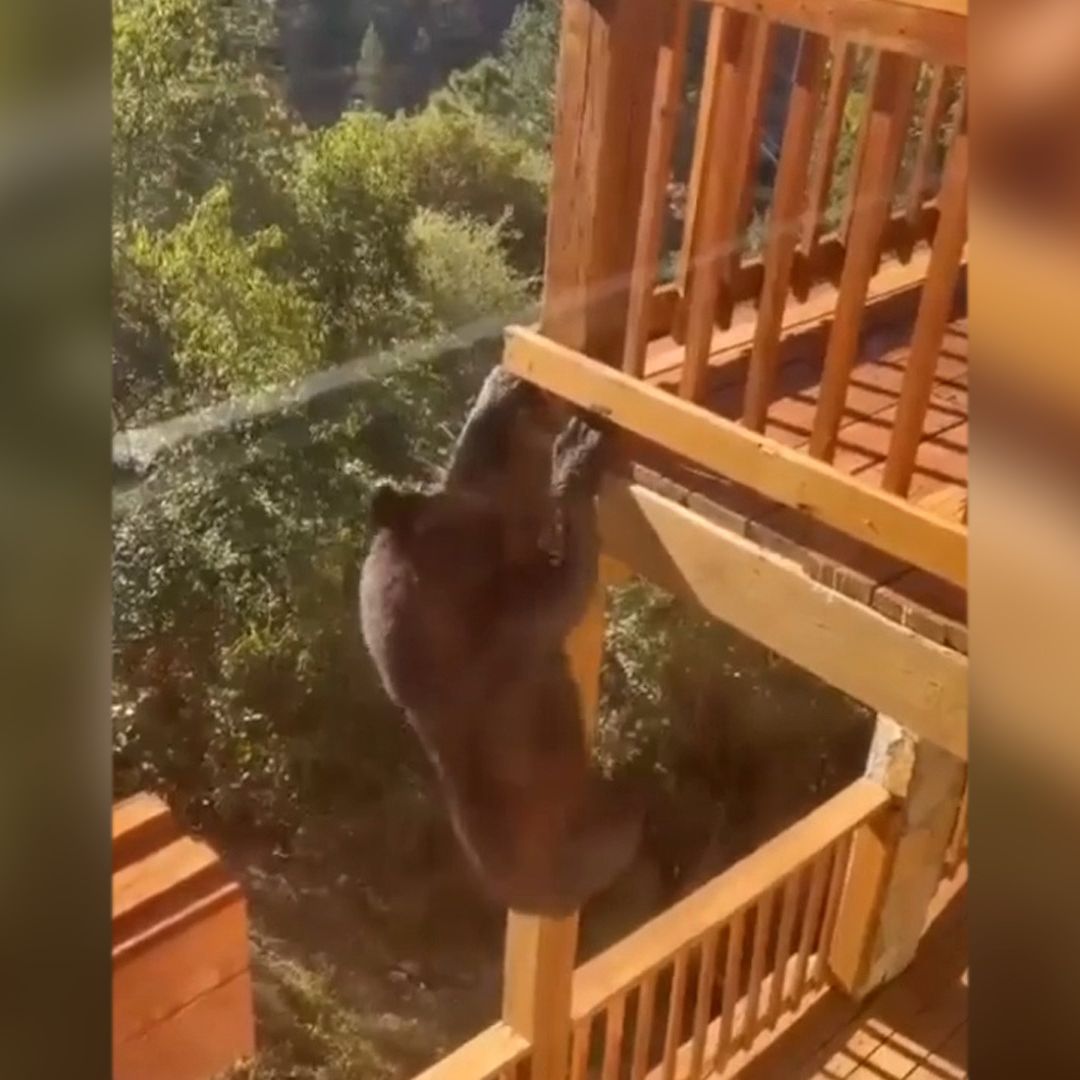 El oso entró a la cabaña de la sierra de Arteaga en busca de comida